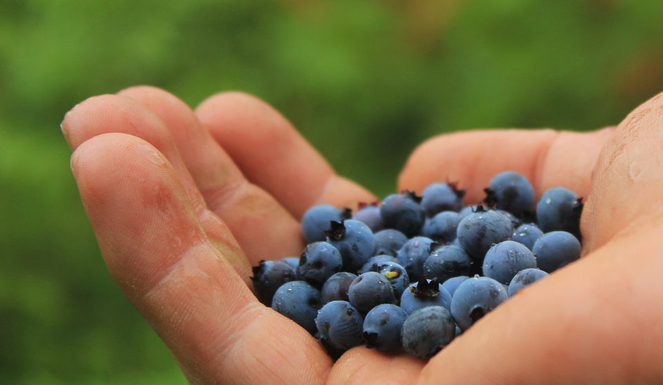 Uncategorized Waldheidelbeeren Hand Superfoods Heimsich_Fotocredits Jan Temmel _ 