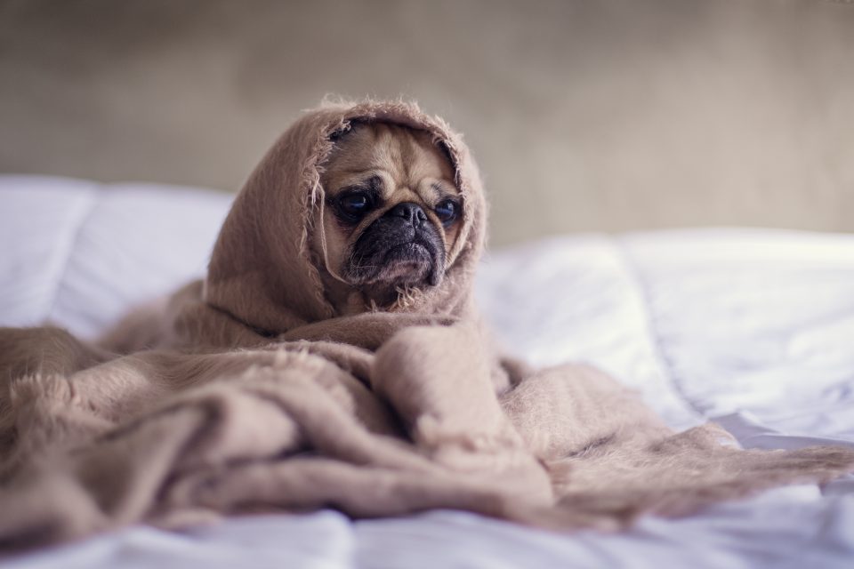 Oktober Mops Eingewickelt In Decke_pexels Burst 