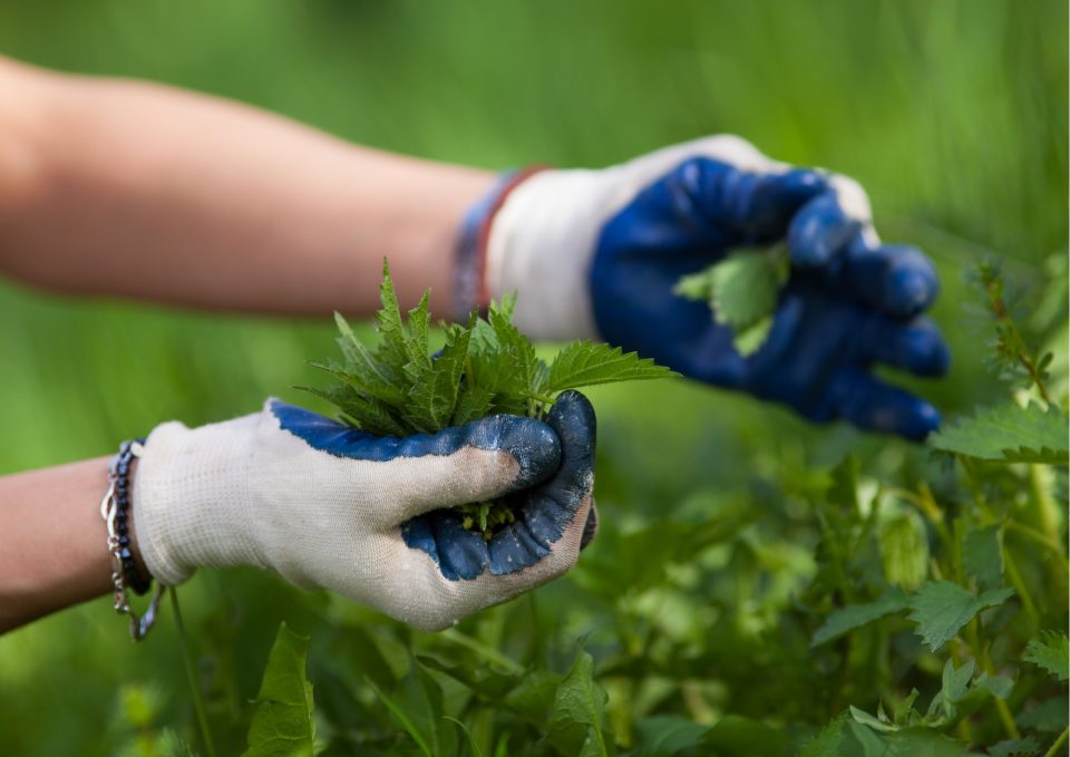 Fitnesskultur Brennnessel_pflücken_mit_Gartenhandschuhen_Slatan