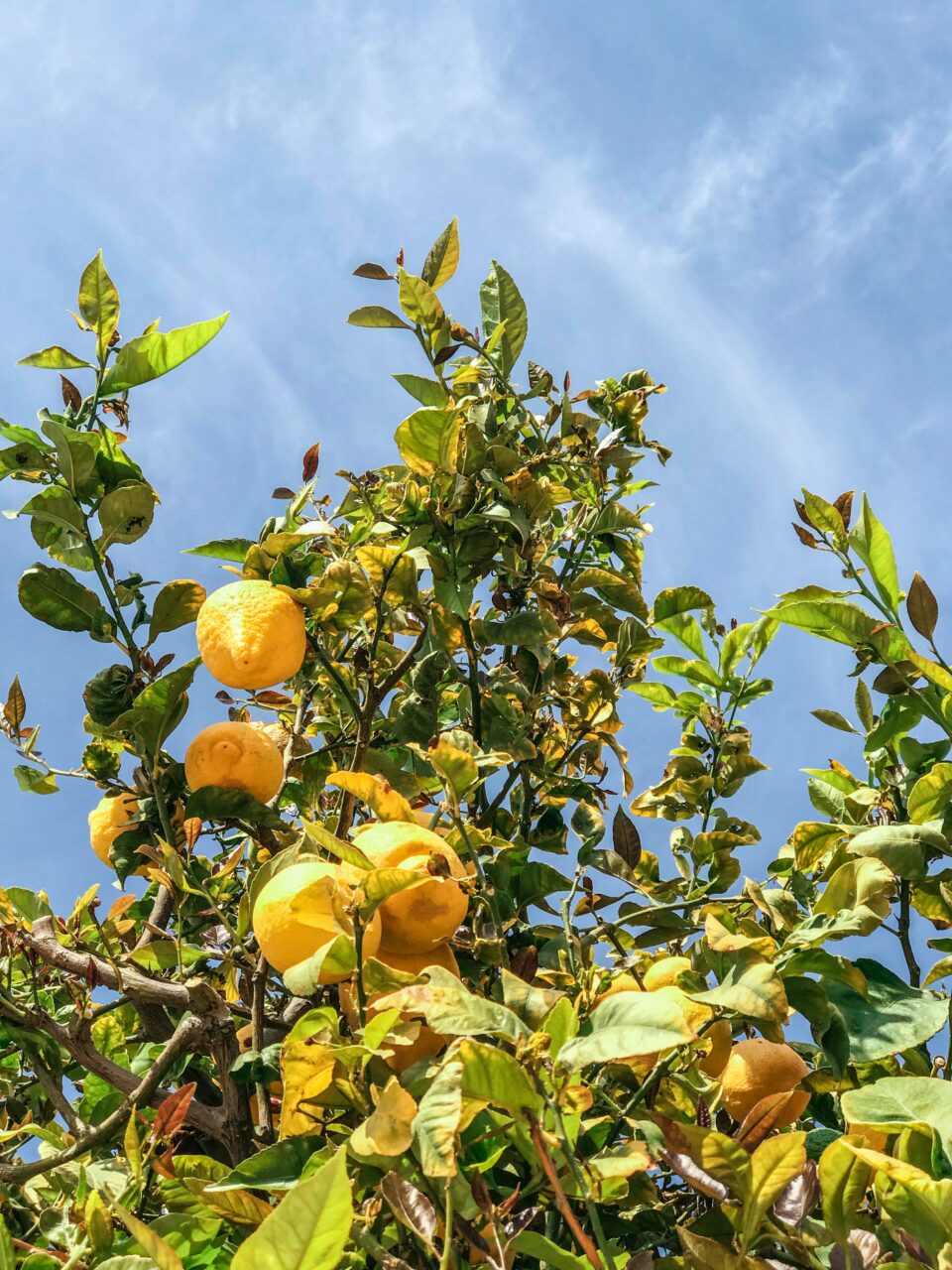 Zitronenbaum mit Früchten vor einem blauen Himmel