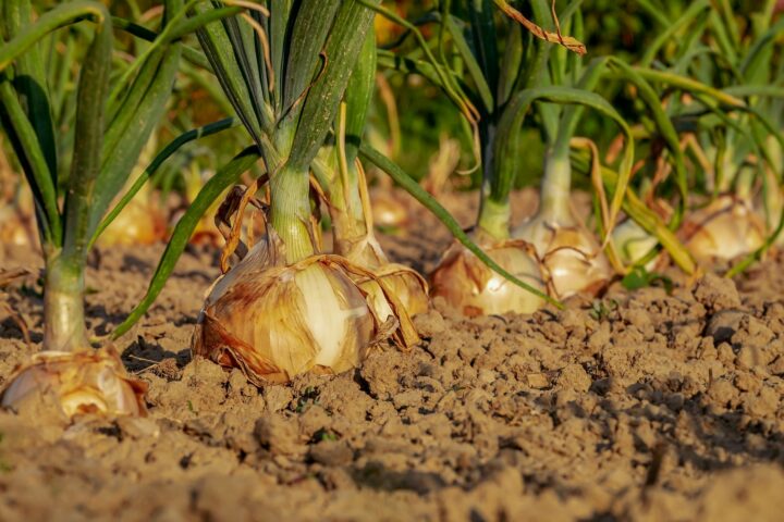 L’onion – Vielschichtigkeit par excellance