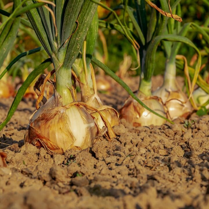 L’onion – Vielschichtigkeit par excellance
