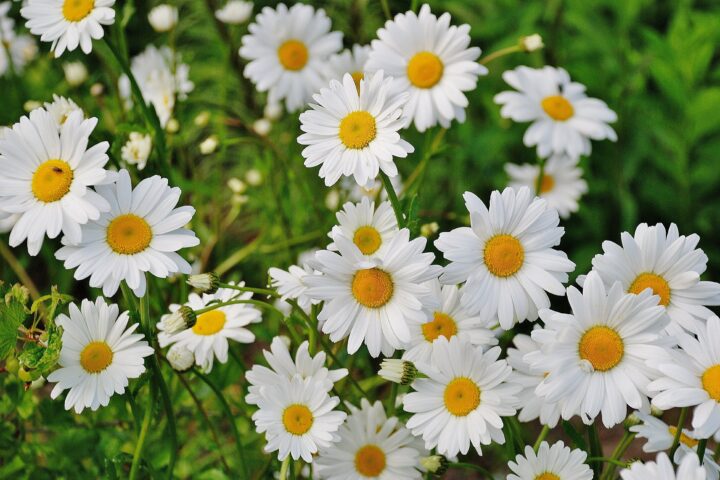 Nix Unkraut – Gänseblümchen, die Frühlingsbringer