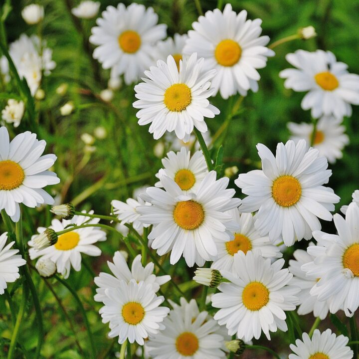 Nix Unkraut – Gänseblümchen, die Frühlingsbringer