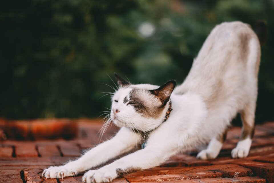 Katze, die sich streckt