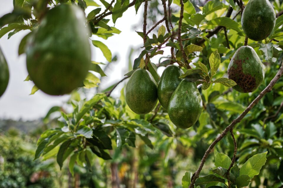 Avocado Pexels Matthias Oben Die Avocado – Supergesunde Hipsterbirne