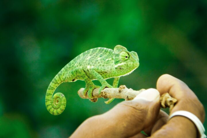 How To Not Be A Chameleon