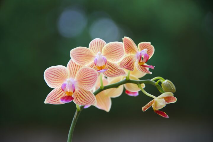 Hochsensibilität: Die Orchideen in einer Welt voller Löwenzahn