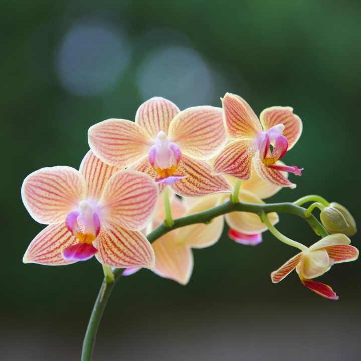 Hochsensibilität: Die Orchideen in einer Welt voller Löwenzahn