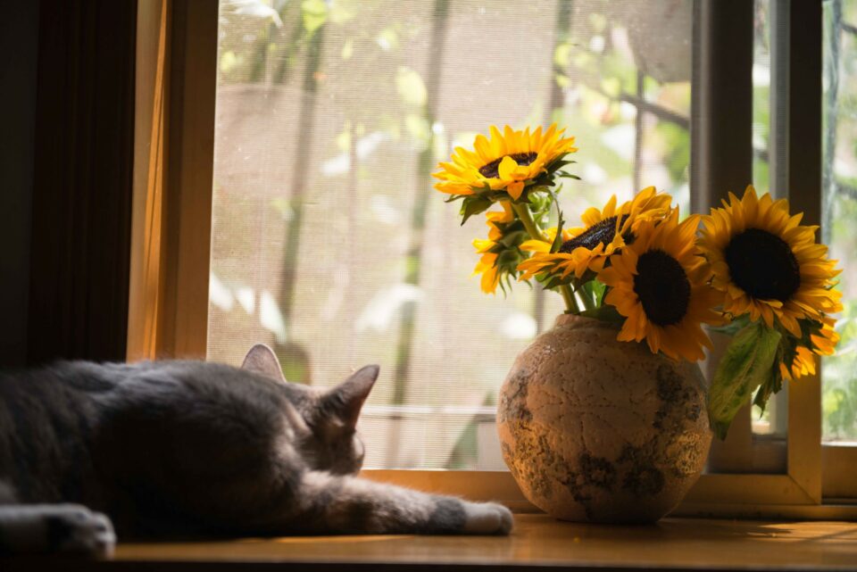 katze liegt gemütlich auf fensterbank vor sonnenblumenkrug
