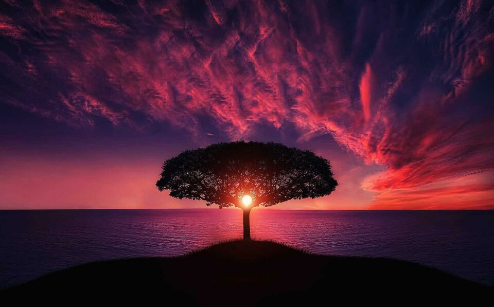 Sonnenuntergang in einem Baum an der Küste