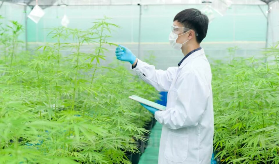 Mann in Laborkittel überprüft Blätter einer Cannabispflanze