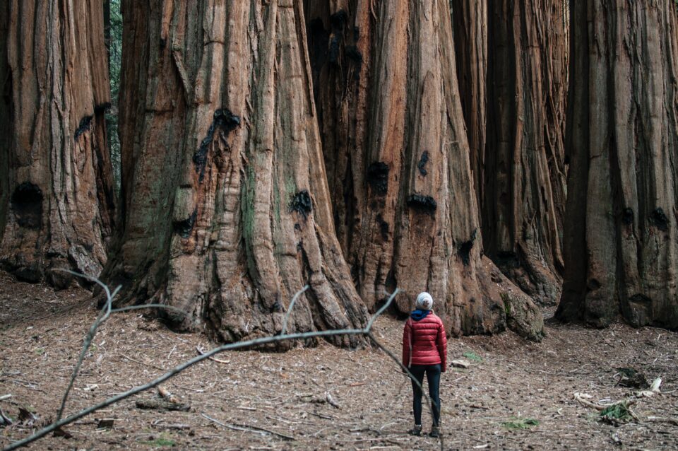 Frau steht vor Giant Sequoia-Bäumen