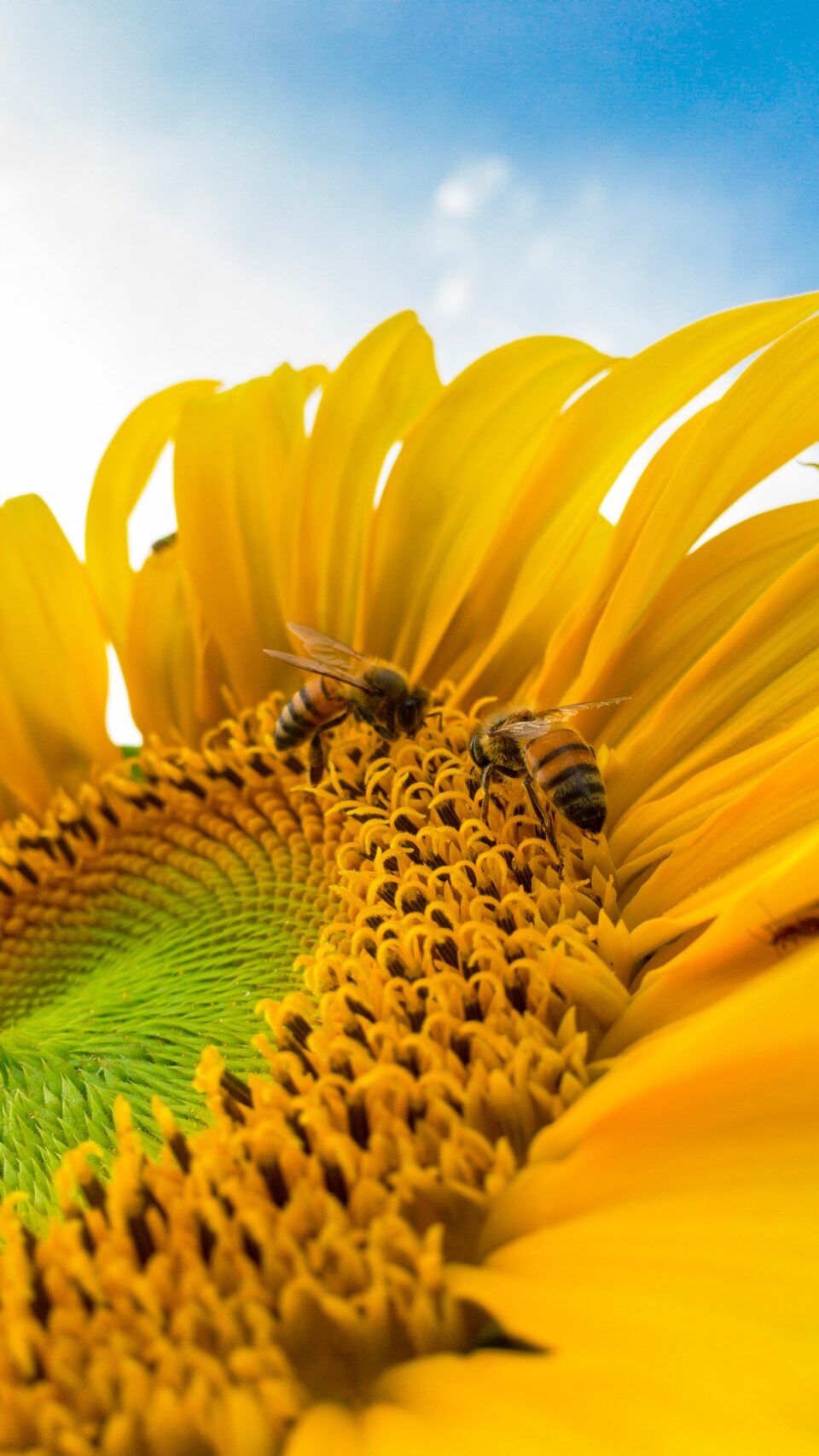 Bienen auf einer Sonnenblume
