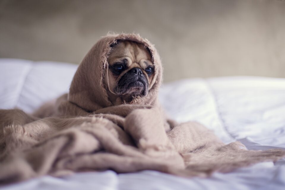 Mops, der die Decke um den Kopf geschlungen hat.