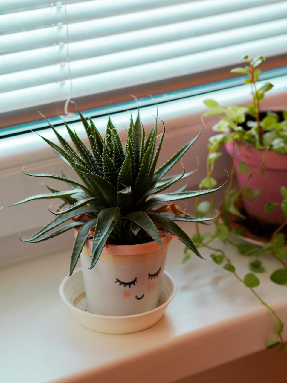 Topfpflanze Aloe Vera, Topf mit Smiley, am Fensterbrett