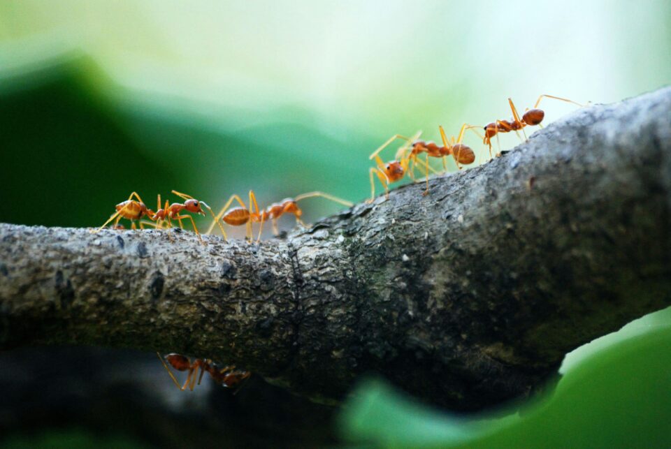Ameisen auf einem Ast.