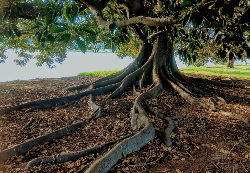 Im Leben hat nichts wirklich ein Ende. Wenn Blüten verwelken, nähren sie den Boden. Wenn der Regen endet, verdampft das Wasser wieder langsam. Das gleiche Prinzip gilt auch für uns Menschen. (Foto: Pexels/Daniel Watson) Baum große wurzeln