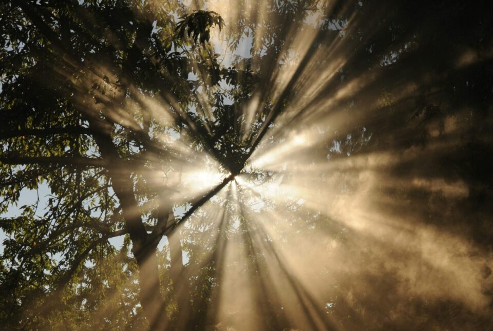 So ein Licht sieht schon ganz schön episch aus. Oder doch gruselig? (Foto: Unsplash/Wonderlane) Lichtstrahlen durch Baumwipfel