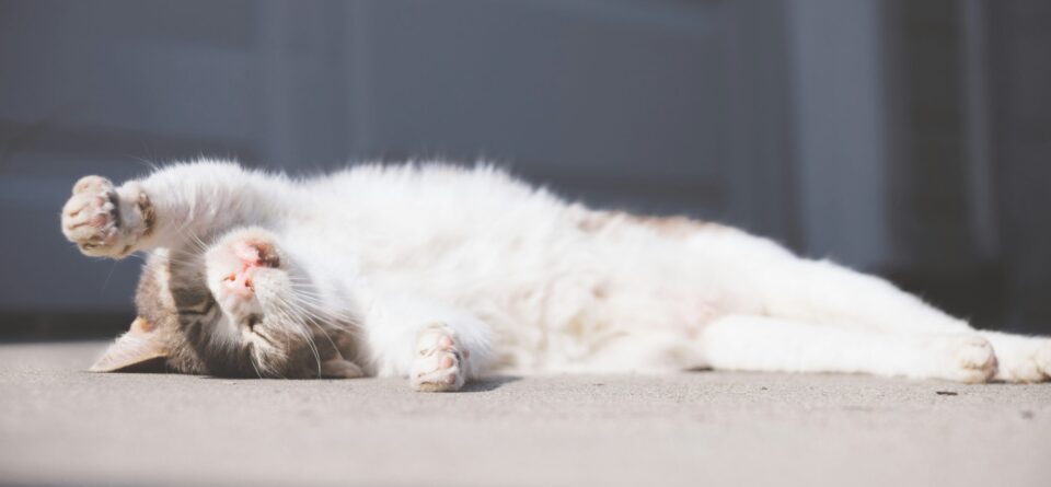Gönn dir Licht! (Foto: Unsplash/Rylee Pearson) Katze liegt in Sonne