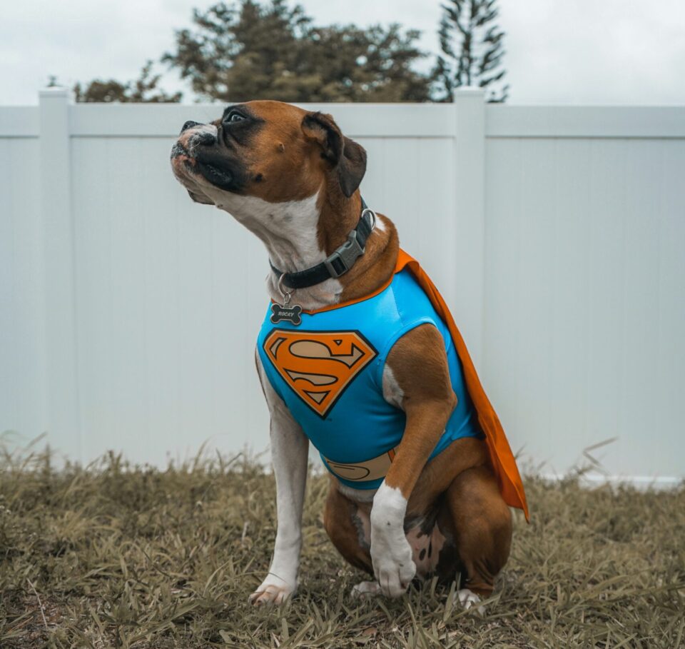 Hund mit Supermannkostüm schaut zur Seite